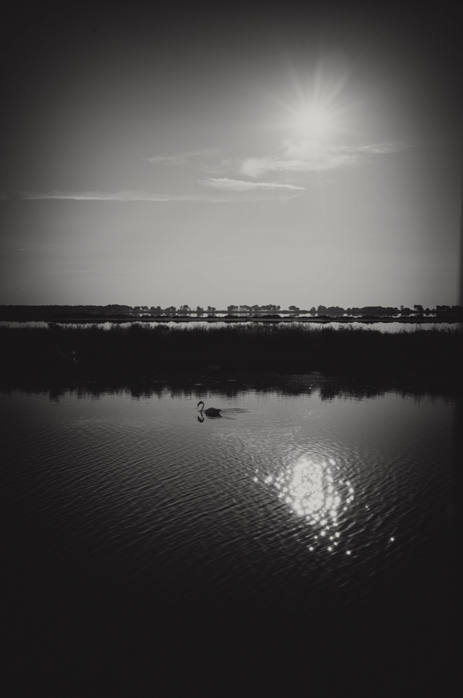 Un oiseau au long cou courbé glisse seul sur l'eau, à gauche et au-dessus de la tache de lumière que le soleil dépose sur les rides. Une ligne sombre de roseaux et d'arbres ferme le fond.